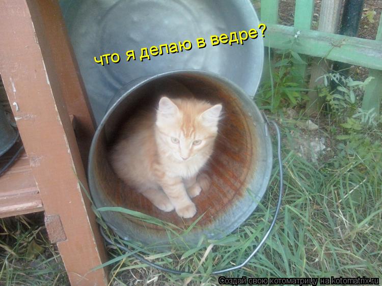 что я делаю в ведре?... Котоматрица: что я делаю в ведре?