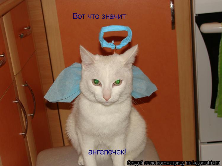 Вот что значит ангелочек!... Котоматрица: Вот что значит ангелочек!