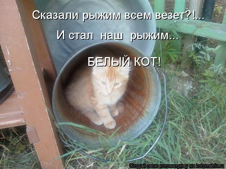 Сказали рыжим всем везет?!... И стал наш рыжим... БЕЛЫЙ КОТ!... Котоматрица: Сказали рыжим всем везет?!... И стал наш рыжим... БЕЛЫЙ КОТ!