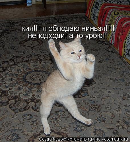 кия!!! я облодаю ниньзя!!!! неподходи! а то урою!!... Котоматрица: кия!!! я облодаю ниньзя!!!! неподходи! а то урою!!