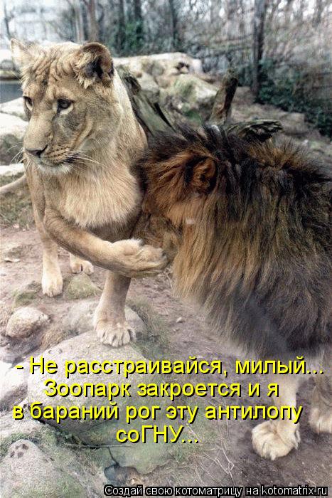 - Не расстраивайся, милый... Зоопарк закроется и я в бараний рог эту антилопу соГНУ...... Котоматрица: - Не расстраивайся, милый... Зоопарк закроется и я в бараний рог эту антилопу соГНУ...