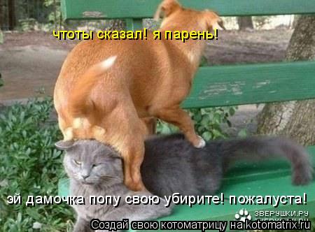 эй дамочка попу свою убирите! пожалуста! чтоты сказал! я парень!... Котоматрица: эй дамочка попу свою убирите! пожалуста! чтоты сказал! я парень!