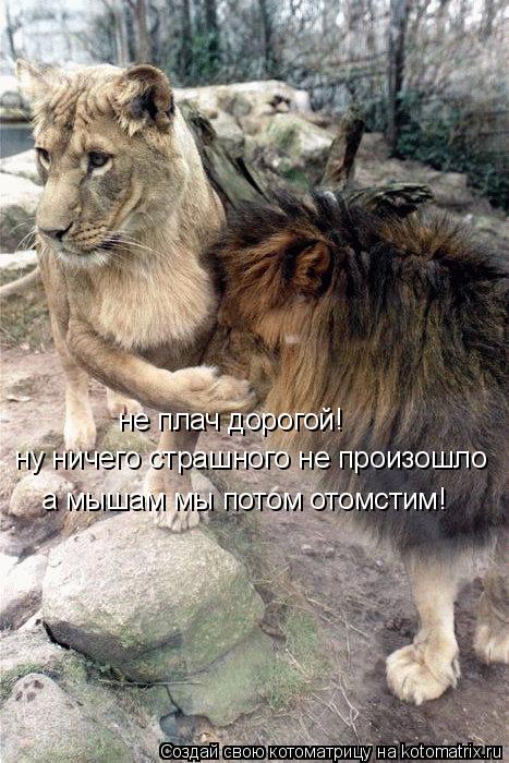 ну ничего страшного не произошло не плач дорогой! а мышам мы потом отомстим!... Котоматрица: ну ничего страшного не произошло не плач дорогой! а мышам мы потом отомстим!