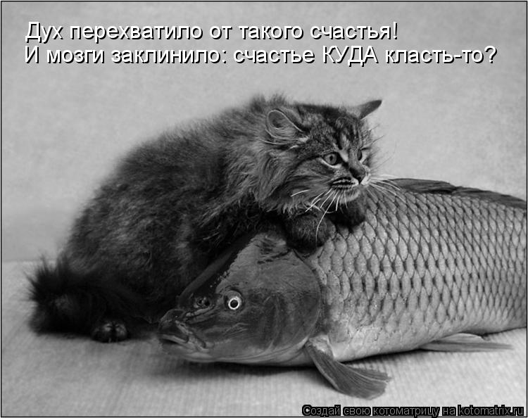 И мозги заклинило: счастье КУДА класть-то? Дух перехватило от такого счастья!... Котоматрица: И мозги заклинило: счастье КУДА класть-то? Дух перехватило от такого счастья!