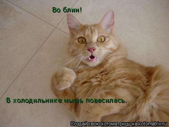 Во блин! В холодильнике мышь повесилась.... Котоматрица: Во блин! В холодильнике мышь повесилась.