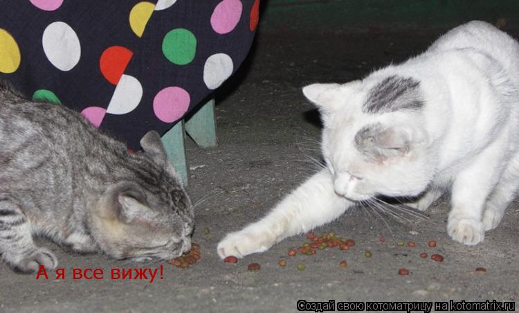 А я все вижу!... Котоматрица: А я все вижу!