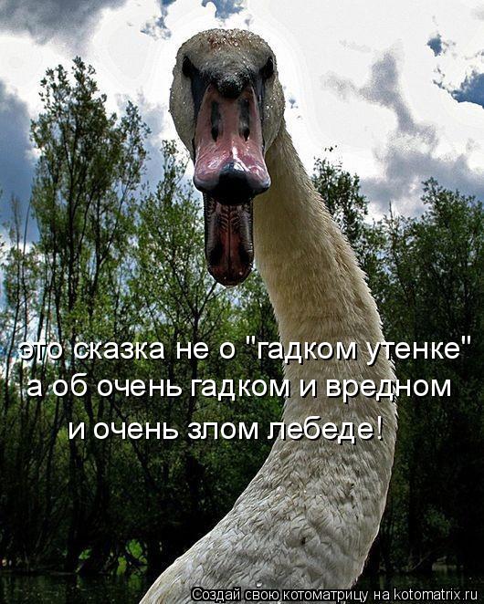 это сказка не о "гадком утенке" а об очень гадком и вредном и очень злом лебеде!... Котоматрица: это сказка не о "гадком утенке" а об очень гадком и вредном и очень злом лебеде!