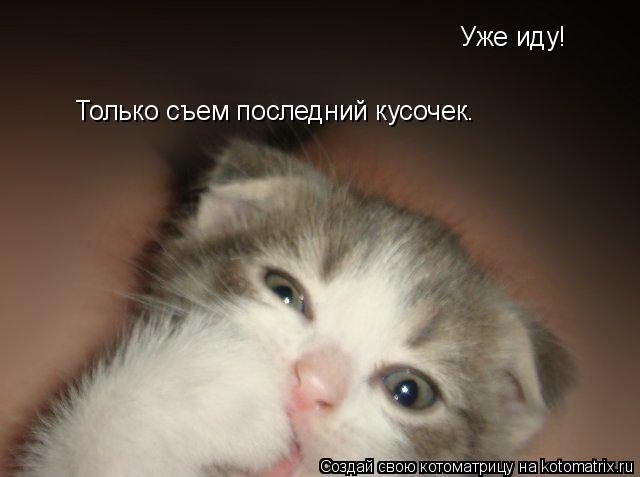 Уже иду! Только съем последний кусочек.... Котоматрица: Уже иду! Только съем последний кусочек.