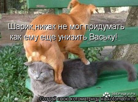 Шарик,никак не мог придумать как ему еще унизить Ваську!... Котоматрица: Шарик,никак не мог придумать как ему еще унизить Ваську!