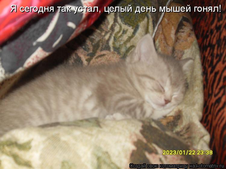 Я сегодня так устал, целый день мышей гонял!... Котоматрица: Я сегодня так устал, целый день мышей гонял!