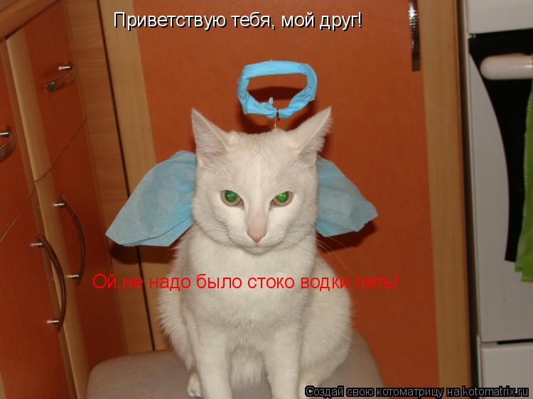 Приветствую тебя, мой друг! Ой,не надо было стоко водки пить!... Котоматрица: Приветствую тебя, мой друг! Ой,не надо было стоко водки пить!