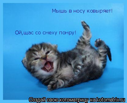 Мышь в носу ковыряет! Ой,щас со смеху помру!... Котоматрица: Мышь в носу ковыряет! Ой,щас со смеху помру!