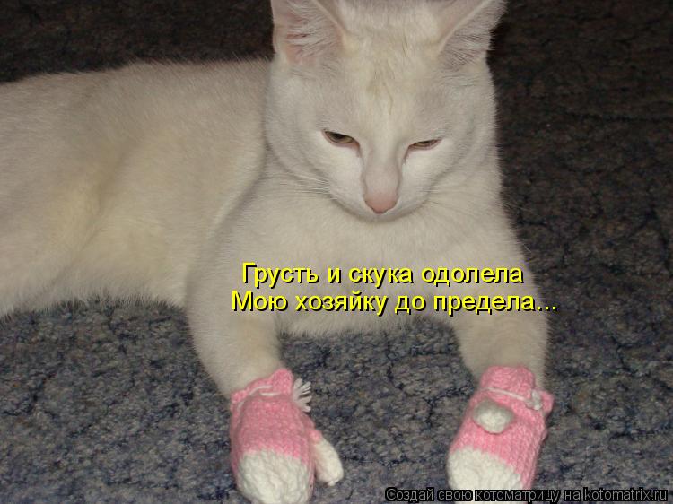 Грусть и скука одолела Мою хозяйку до предела...... Котоматрица: Грусть и скука одолела Мою хозяйку до предела...