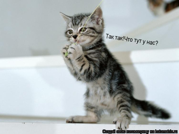 Так так!Что тут у нас?... Котоматрица: Так так!Что тут у нас?