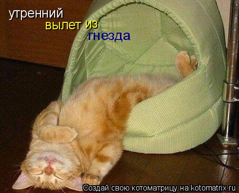 утренний вылет из гнезда... Котоматрица: утренний вылет из гнезда