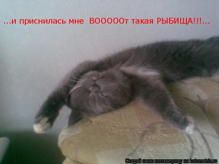 ...и приснилась мне ВОООООт такая РЫБИЩА!!!...... Котоматрица: ...и приснилась мне ВОООООт такая РЫБИЩА!!!...