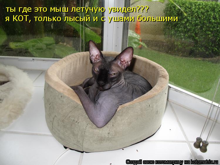 ты где это мыш летучую увидел??? я КОТ, только лысый и с ушами большими... Котоматрица: ты где это мыш летучую увидел??? я КОТ, только лысый и с ушами большими