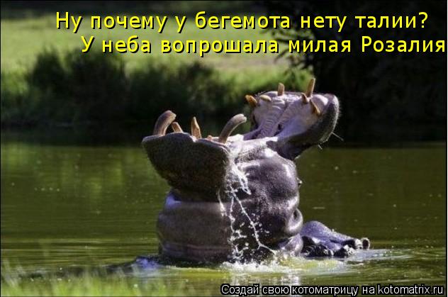 Ну почему у бегемота нету талии? У неба вопрошала милая Розалия... Котоматрица: Ну почему у бегемота нету талии? У неба вопрошала милая Розалия