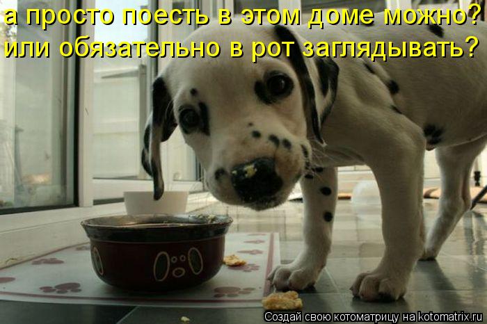 а просто поесть в этом доме можно? или обязательно в рот заглядывать?... Котоматрица: а просто поесть в этом доме можно? или обязательно в рот заглядывать?