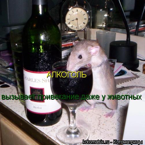 АЛКОГОЛЬ вызывает привекание даже у животных... Котоматрица: АЛКОГОЛЬ вызывает привекание даже у животных