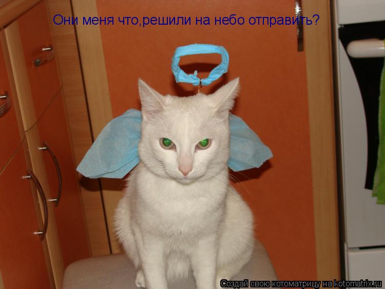Они меня что,решили на небо отправить?... Котоматрица: Они меня что,решили на небо отправить?