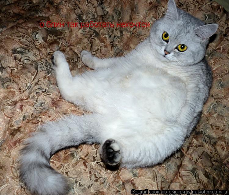 Котоматрица: о блин так работать нехочтся