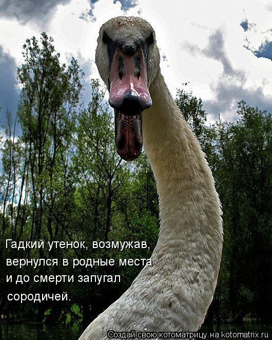 Котоматрица: Гадкий утенок, возмужав,  вернулся в родные места и до смерти запугал сородичей.