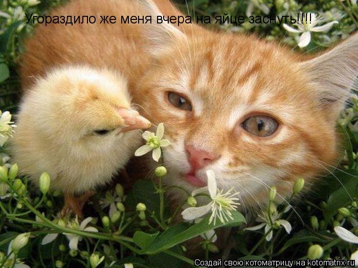 Котоматрица: Угораздило же меня вчера на яйце заснуть!!!!