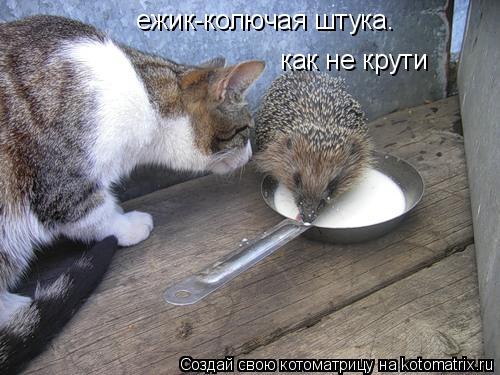 Котоматрица: ежик-колючая штука. как не крути