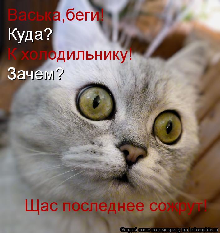 Котоматрица: Васька,беги! Куда? К холодильнику! Зачем? Щас последнее сожрут!
