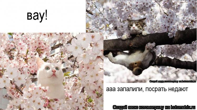 Котоматрица: вау!  ааа запалили, посрать недают