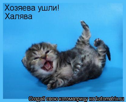 Котоматрица: Хозяева ушли! Халява