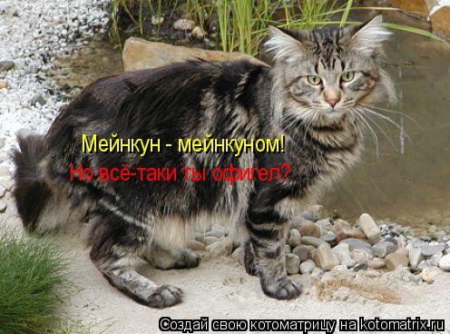 Мейнкун - мейнкуном! Но всё-таки ты офигел?... Котоматрица: Мейнкун - мейнкуном! Но всё-таки ты офигел?