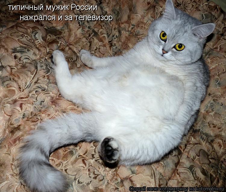 типичный мужик России нажрался и за телевизор... Котоматрица: типичный мужик России нажрался и за телевизор