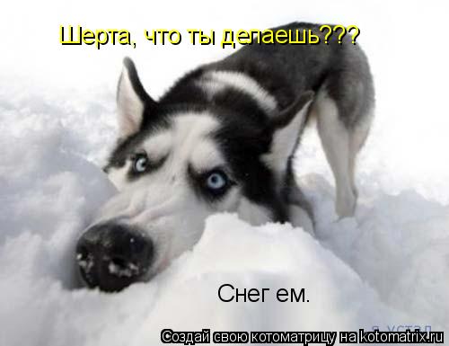 Шерта, что ты делаешь??? Снег ем.... Котоматрица: Шерта, что ты делаешь??? Снег ем.