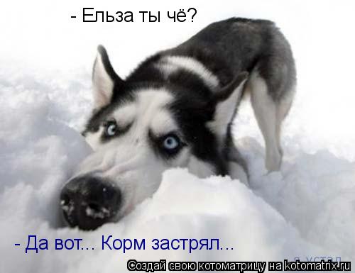 - Ельза ты чё? - Да вот... Корм застрял...... Котоматрица: - Ельза ты чё? - Да вот... Корм застрял...