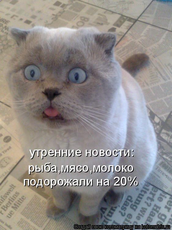 утренние новости: рыба,мясо,молоко подорожали на 20%... Котоматрица: утренние новости: рыба,мясо,молоко подорожали на 20%