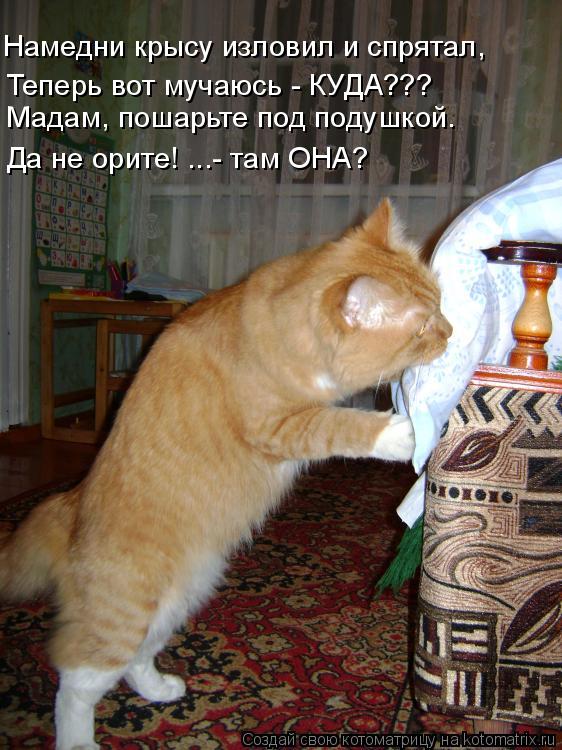 Теперь вот мучаюсь - КУДА??? Мадам, пошарьте под подушкой. Намедни крысу изловил и спрятал, Да не ори... Котоматрица: Теперь вот мучаюсь - КУДА??? Мадам, пошарьте под подушкой. Намедни крысу изловил и спрятал, Да не орите! ...- там ОНА?