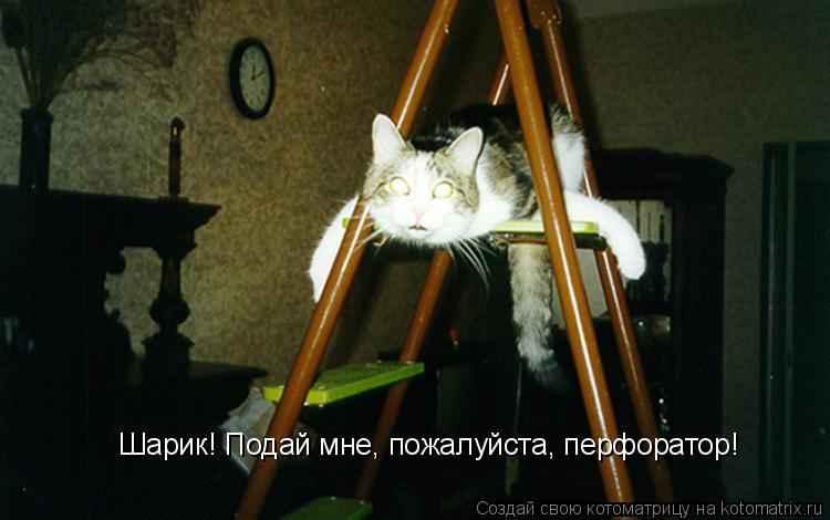 Шарик! Подай мне, пожалуйста, перфоратор!... Котоматрица: Шарик! Подай мне, пожалуйста, перфоратор!