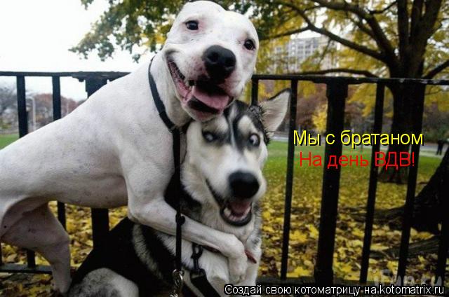 Мы с братаном На день ВДВ!... Котоматрица: Мы с братаном На день ВДВ!