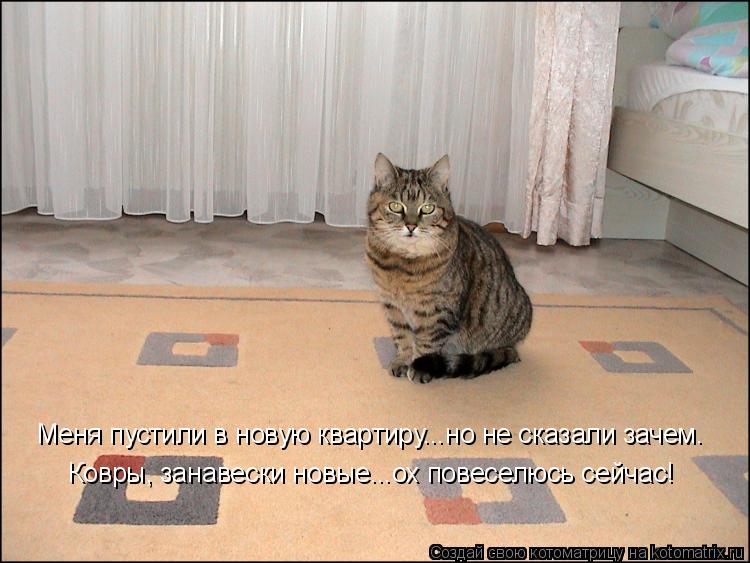 Меня пустили в новую квартиру...но не сказали зачем. Ковры, занавески новые...ох повеселюсь сейчас!... Котоматрица: Меня пустили в новую квартиру...но не сказали зачем. Ковры, занавески новые...ох повеселюсь сейчас!