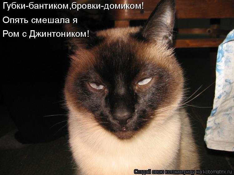 Губки-бантиком,бровки-домиком! Опять смешала я Ром с Джинтоником!... Котоматрица: Губки-бантиком,бровки-домиком! Опять смешала я Ром с Джинтоником!