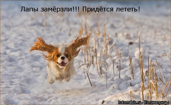 Лапы замёрзли!!! Придётся лететь!... Котоматрица: Лапы замёрзли!!! Придётся лететь!