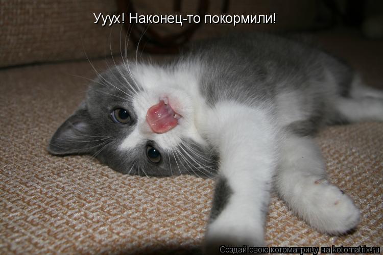 Ууух! Наконец-то покормили!... Котоматрица: Ууух! Наконец-то покормили!