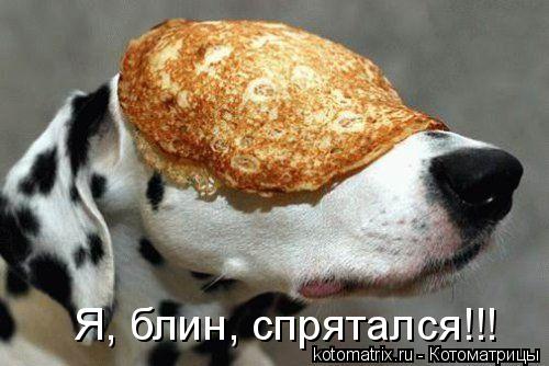Я, блин, спрятался!!!... Котоматрица: Я, блин, спрятался!!!