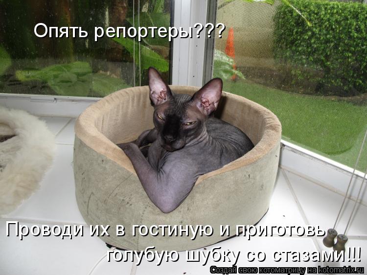 Опять репортеры??? Проводи их в гостиную и приготовь голубую шубку со стазами!!!... Котоматрица: Опять репортеры??? Проводи их в гостиную и приготовь голубую шубку со стазами!!!