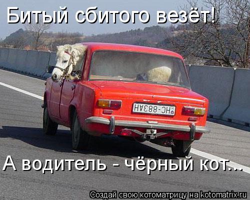 Битый сбитого везёт! А водитель - чёрный кот...... Котоматрица: Битый сбитого везёт! А водитель - чёрный кот...