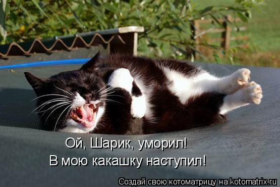 Ой, Шарик, уморил! В мою какашку наступил!... Котоматрица: Ой, Шарик, уморил! В мою какашку наступил!