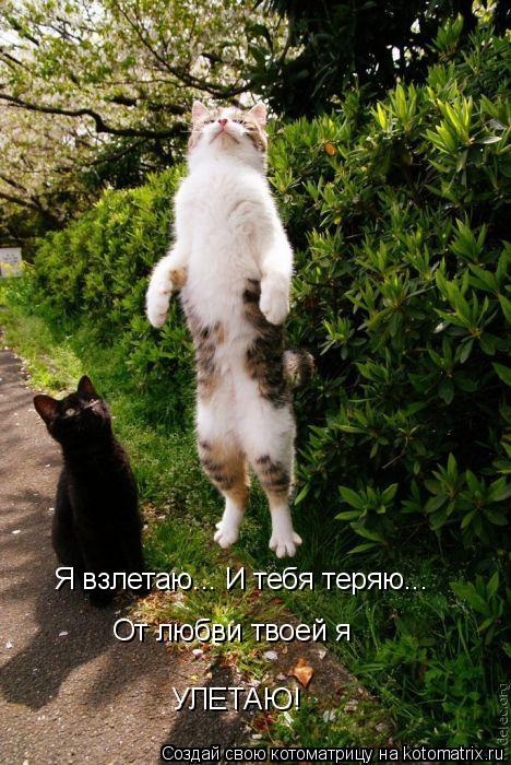 Я взлетаю... И тебя теряю... От любви твоей я УЛЕТАЮ!... Котоматрица: Я взлетаю... И тебя теряю... От любви твоей я УЛЕТАЮ!