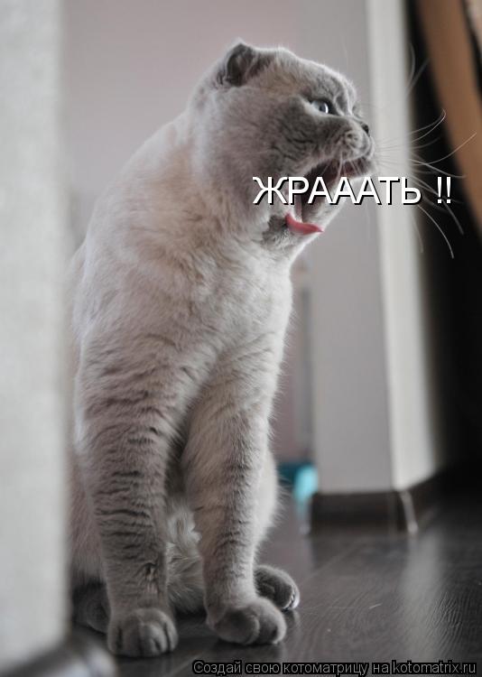 ЖРАААТЬ !!... Котоматрица: ЖРАААТЬ !!